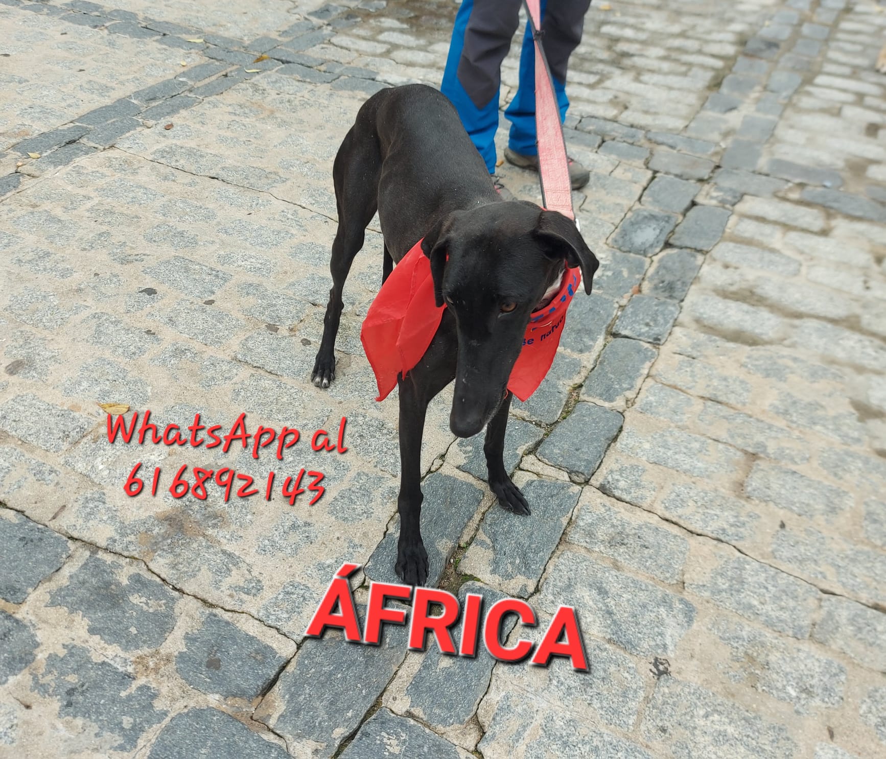FRICA
