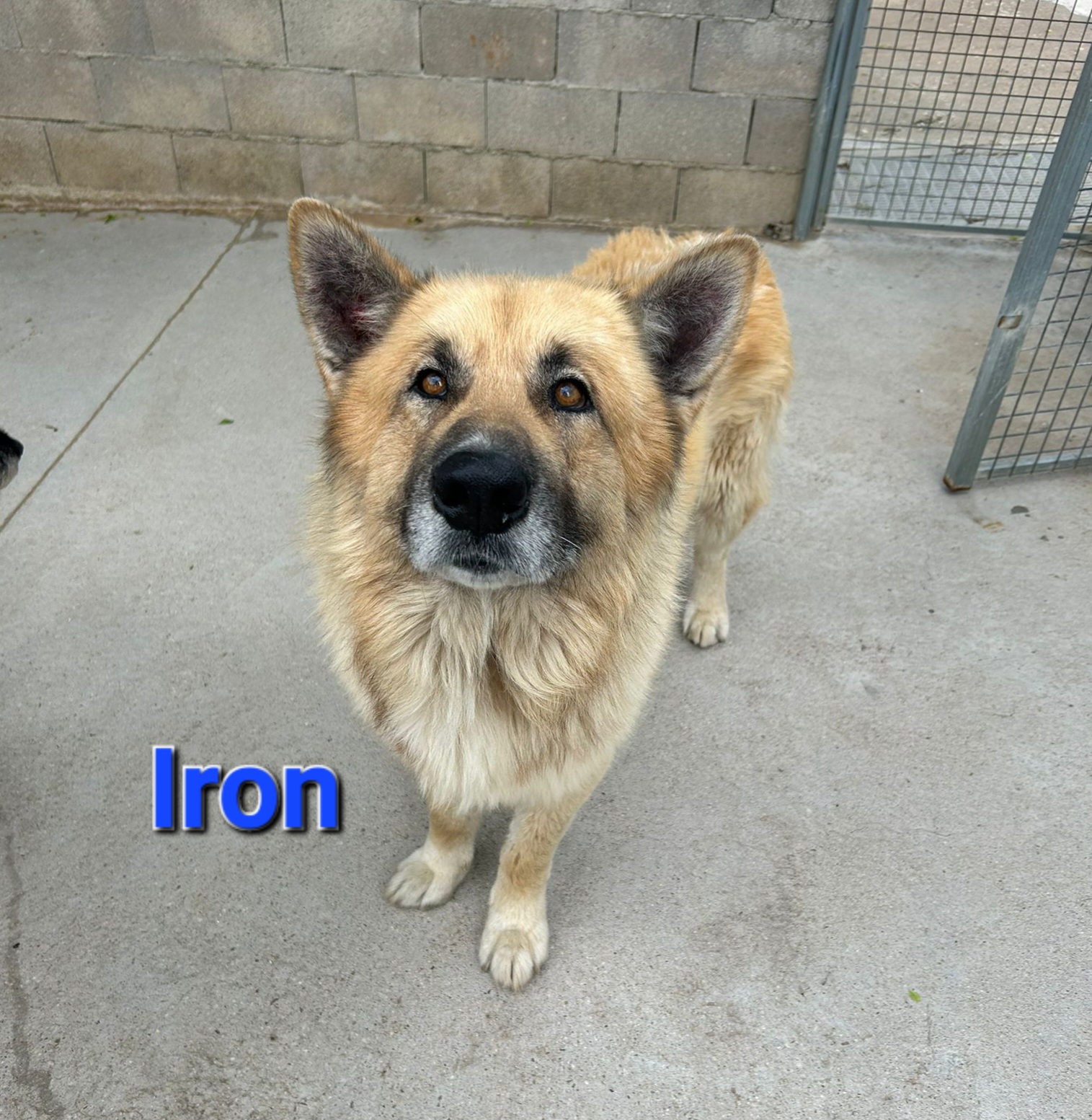 IRON